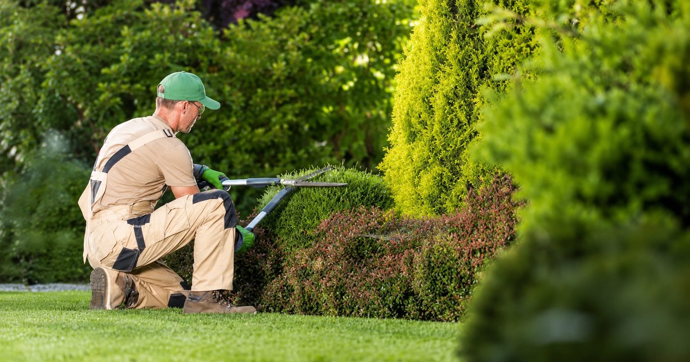 Hovenier knipt een haag bij in een tuin in regio Aalst